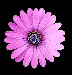top view photo of purple daisy
