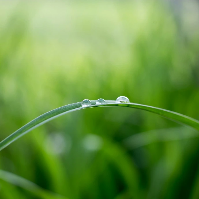 shallow focus photography of grass leaf